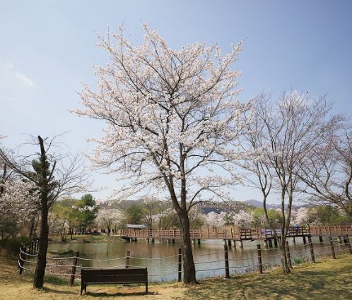광주 벚꽃