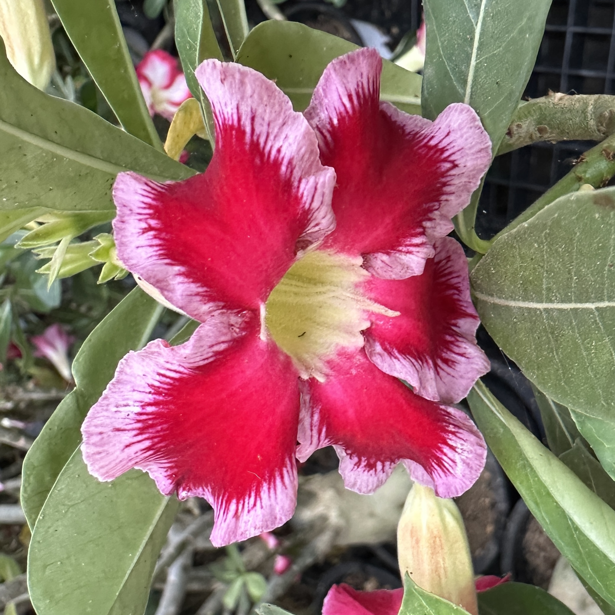 사막의장미 아데니움 크게 대품 키우기