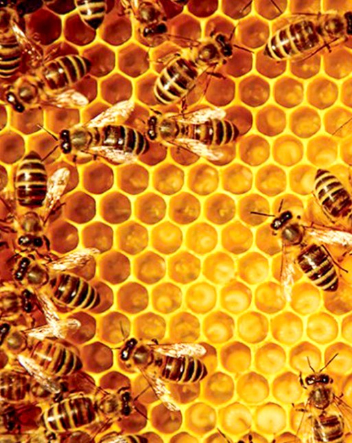 프로폴리스 효능