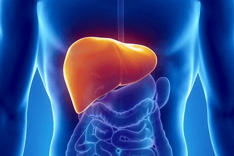 고사리-간-기능-개선