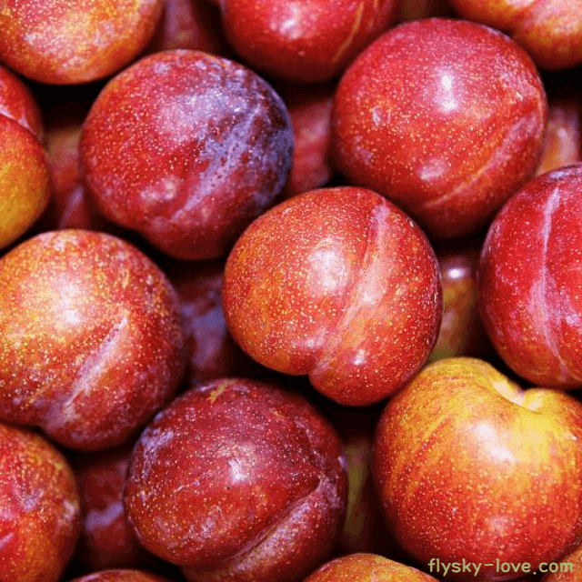 새콤달콤 노화 예방에 좋은 자두