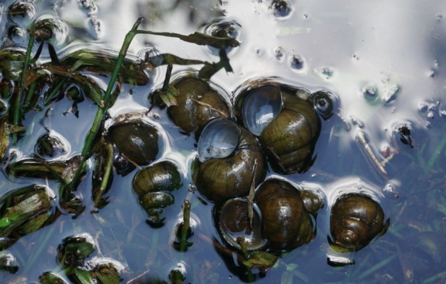 야생의 논의 물 속에서 잘 자라고 있는 논우렁이 무리를 확대를 하여 찍은 사진