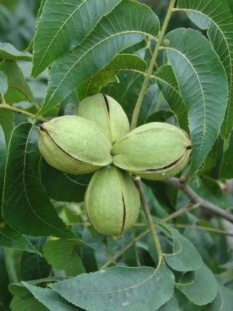 피칸 재배 기후 선택 전정 포인트 열매 건조_29