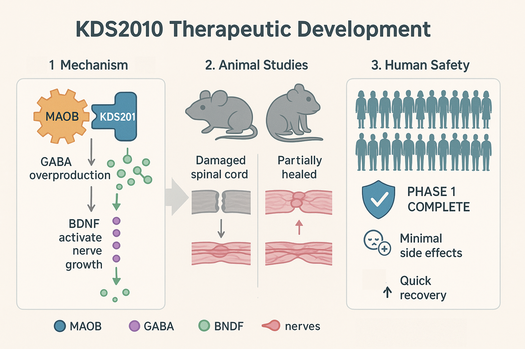 척수신경 다시 자랄 수 있을까? 2025년 한국 연구진이 찾은 답