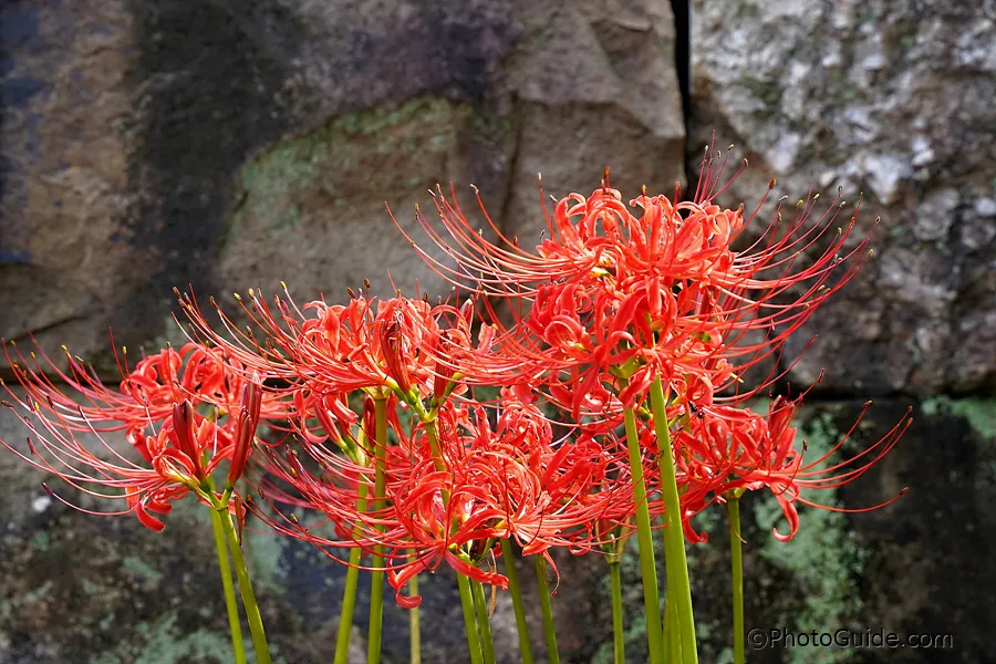 영광-불갑사-상사화-축제