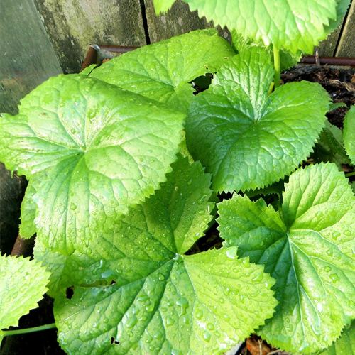 곰취 (Ligularia fischeri)