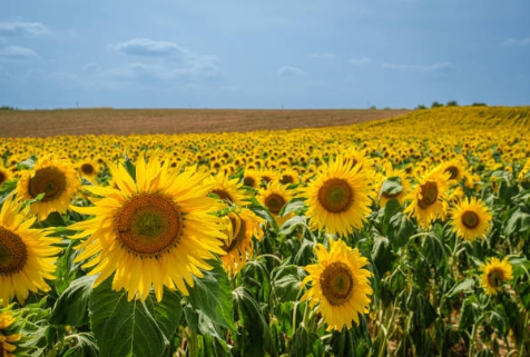 해바라기 명소에 가서 찍은 사진