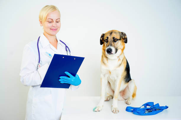 📌 2025년 펫보험 추천 총정리