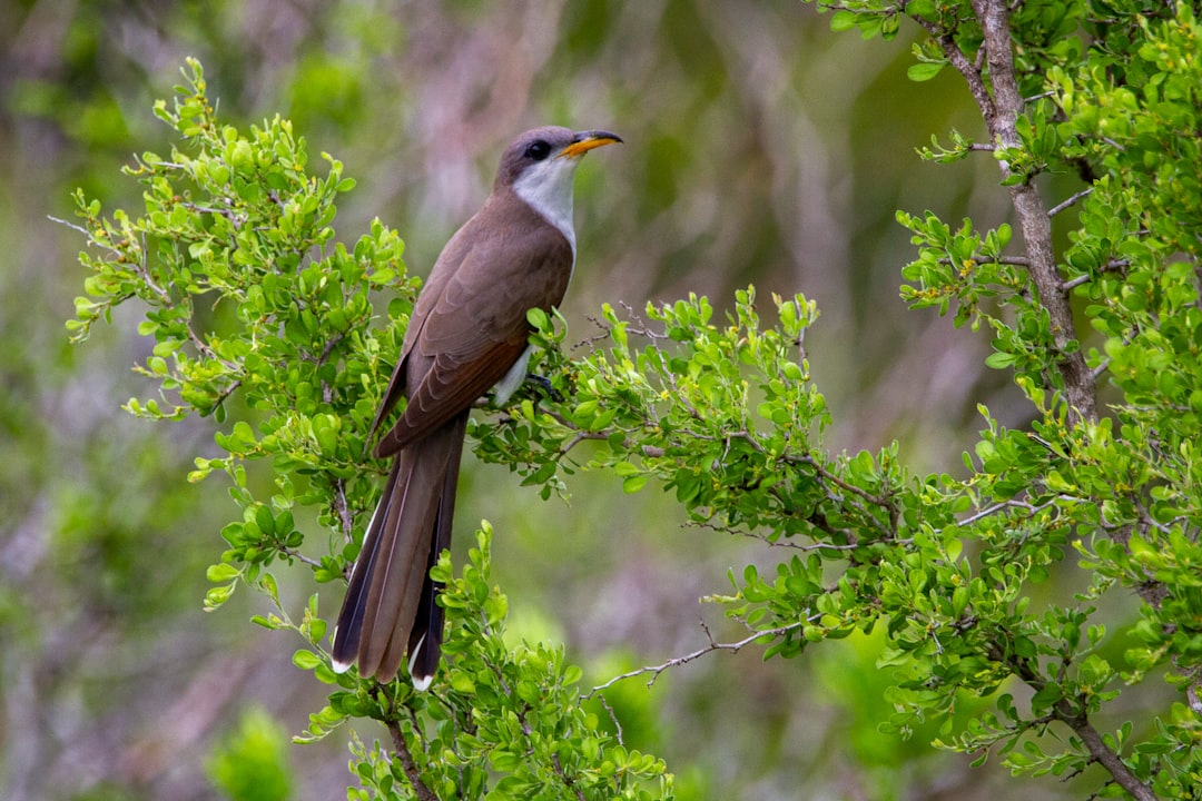 Cuckoo