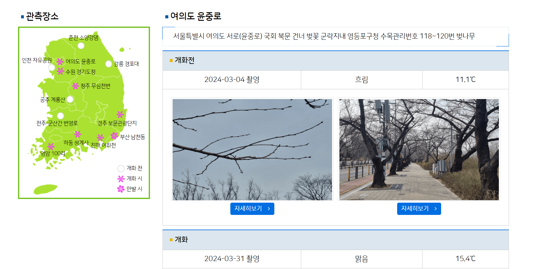 벚꽃 개화상황 실시간 확인방법-2