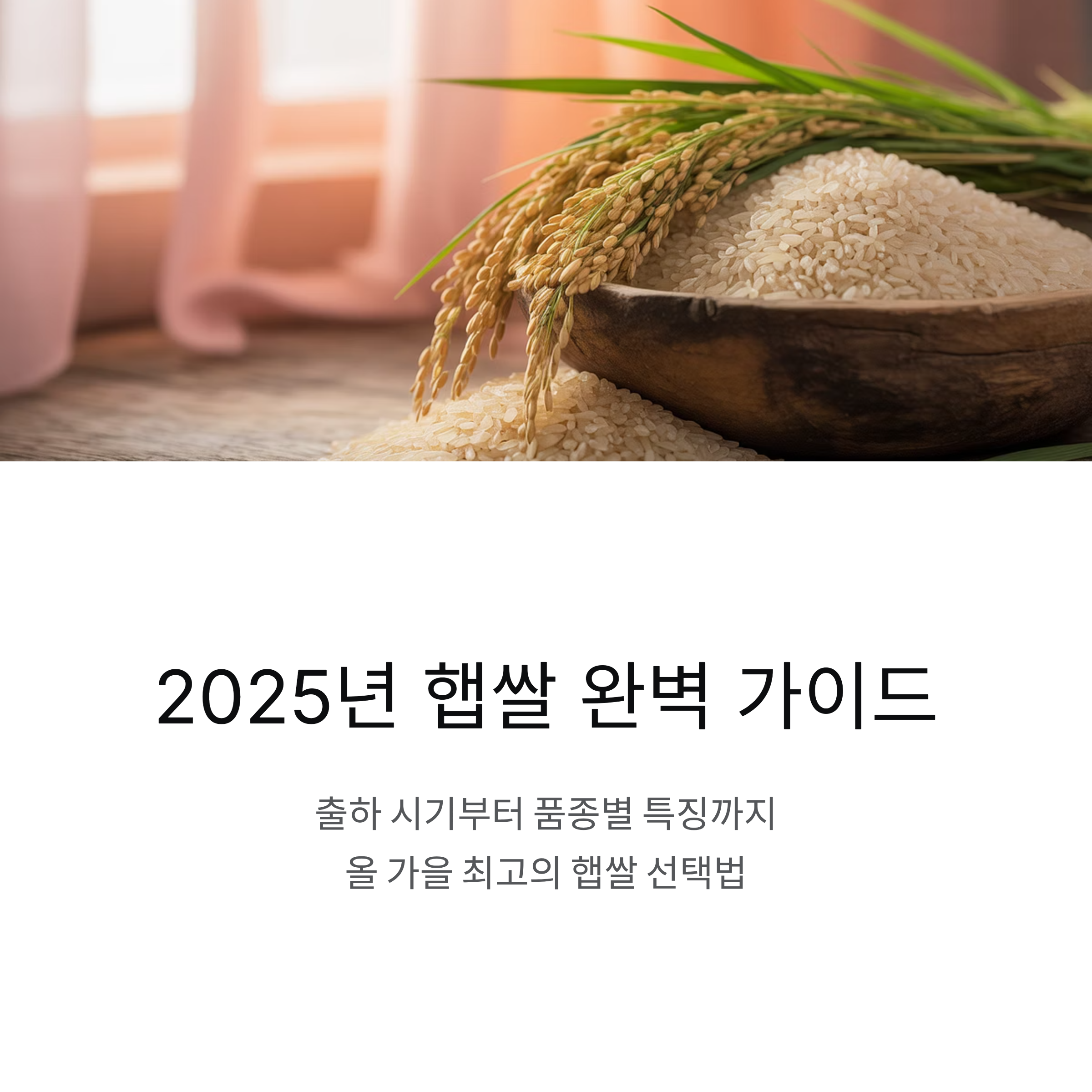 2025년 햅쌀 나오는 시기와 지역별 쌀 품종 등급, 청결미 알아보기