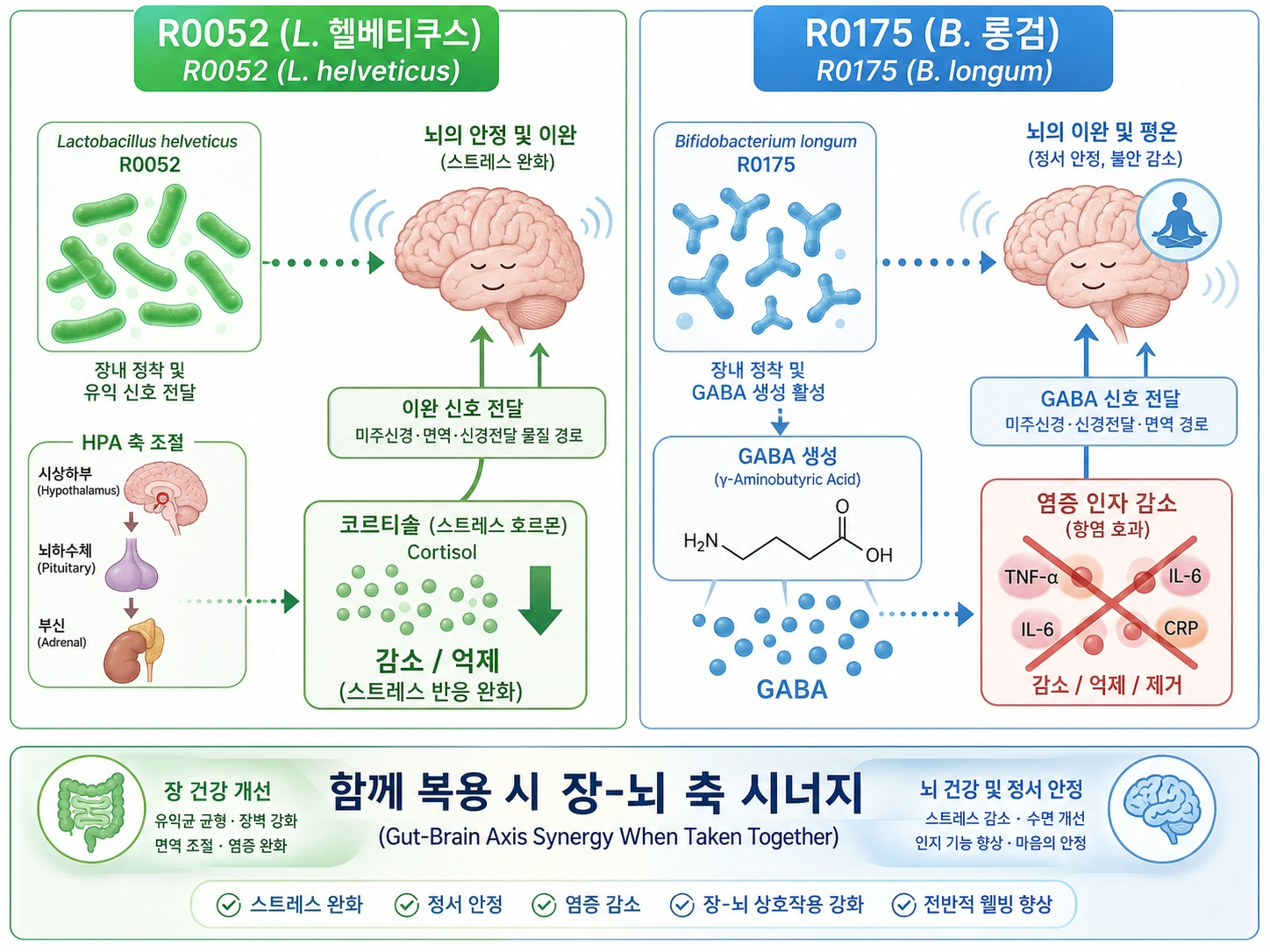 R0052R0175-수면유산균-HPA축-코르티솔-GABA-장뇌축-메커니즘