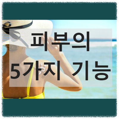 피부의 5가지 기능