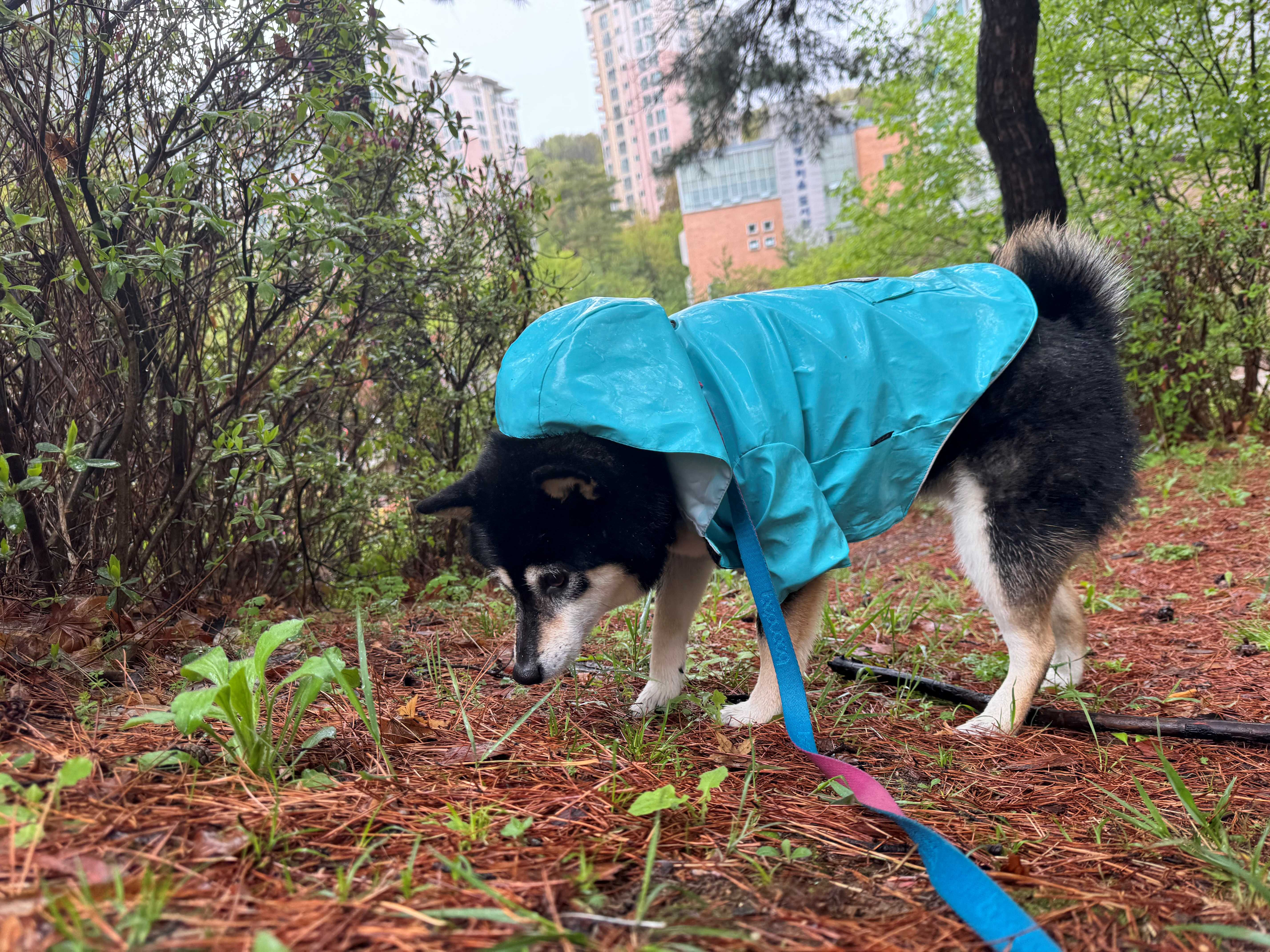 야외 배변산책하는 반려견