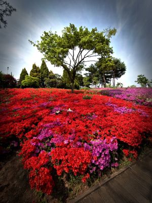 대전 한밭수목원의 봄풍경