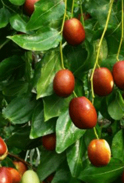 나무에달린-갈색-푸른색-대추 