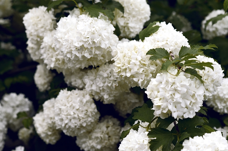 하얀 수국