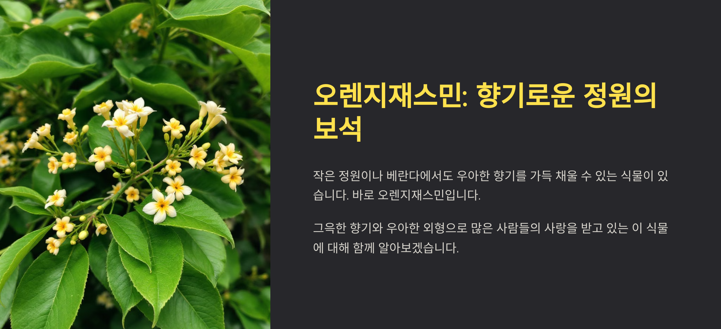 오렌지 자스민 사진