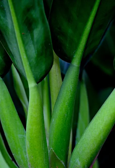 필로덴드론 물주기 지지대세우기 분갈이 비료관리 튼튼하게 키우기_5