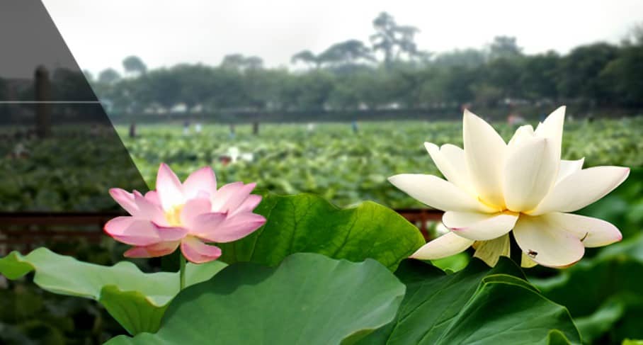 무안 연꽃