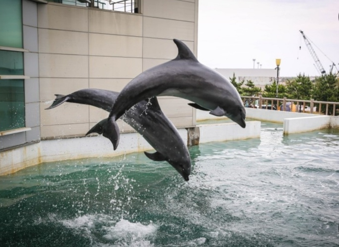 제주 마린파크 이미지