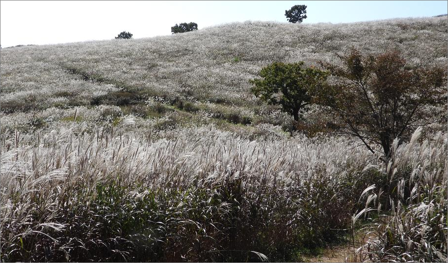 황매산 갈대 평야
