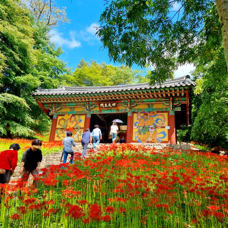 모악산 꽃무릇1