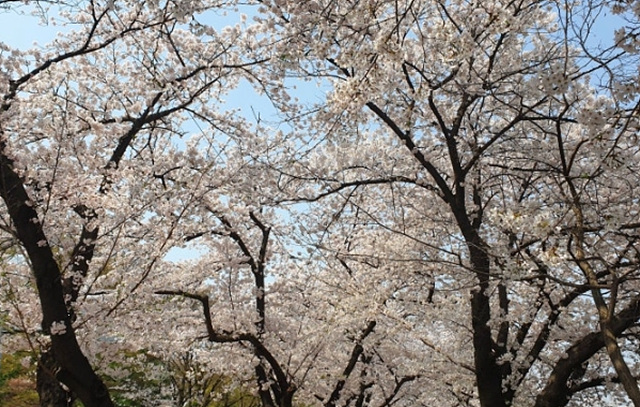서울 벚꽃 명소 추천 베스트10 여의도 윤중로 석촌호수 서울숲 경희대학교 캠퍼스 남산공원 &amp; 남산도서관 앞 창경궁 양재천 북서울 꿈의숲 안양천 벚꽃길 한성대입구 낙산공원