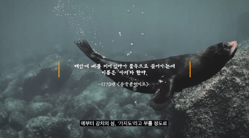 독도 강치