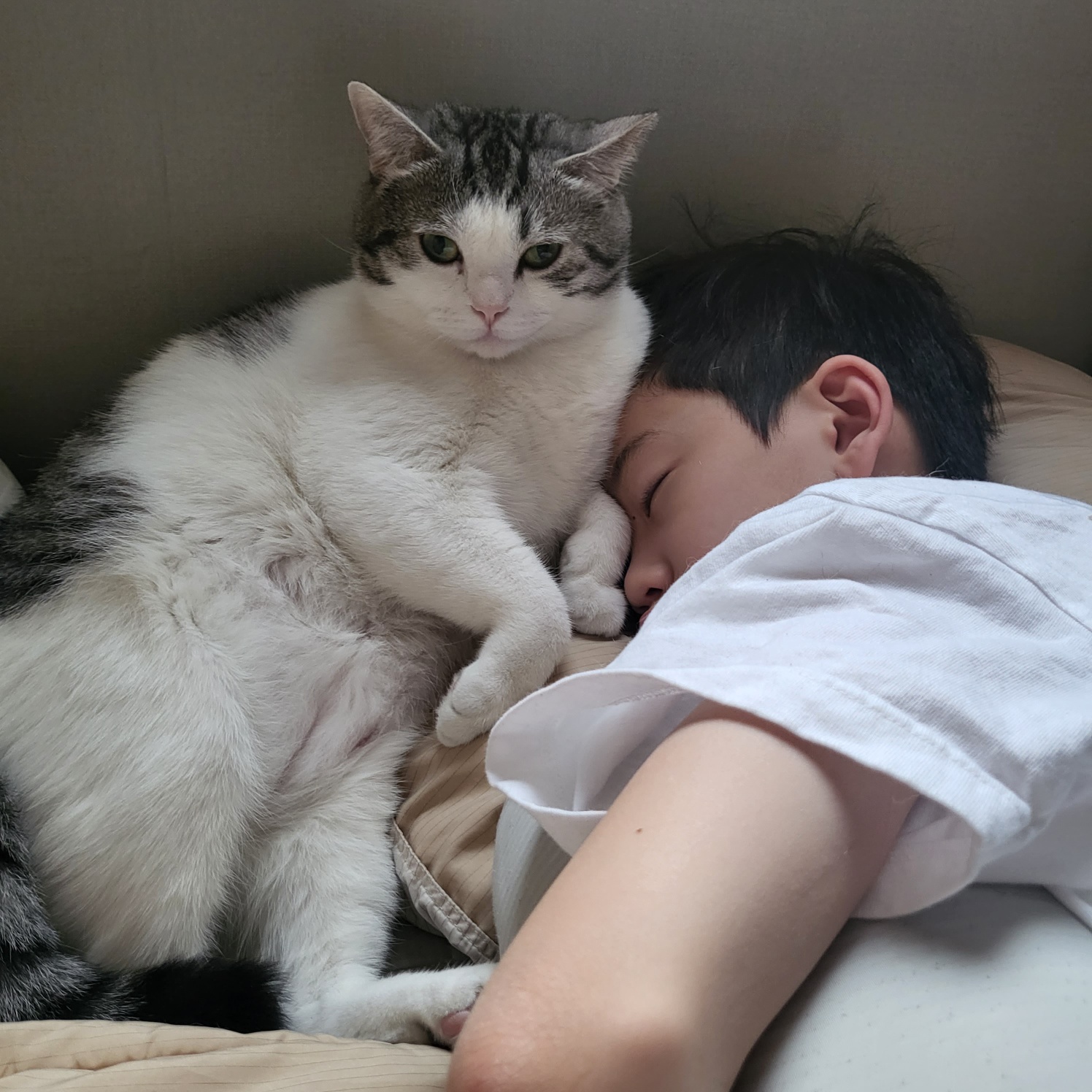 고양이가 좋아하는 짝꿍은 따로 있다