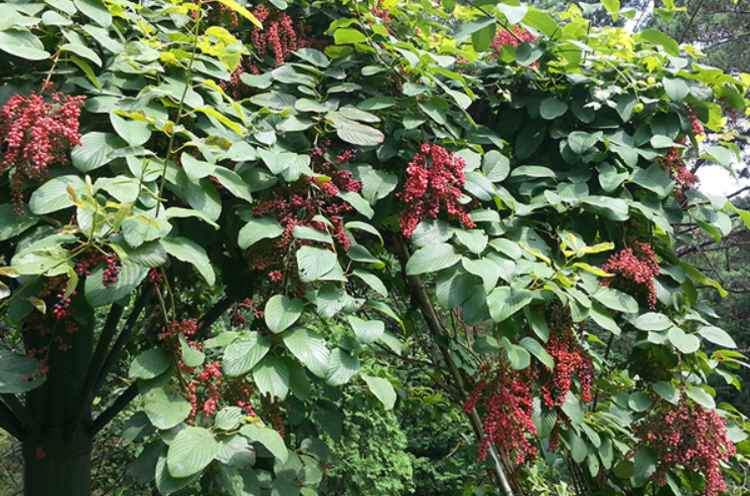 태안 안면도 수목원