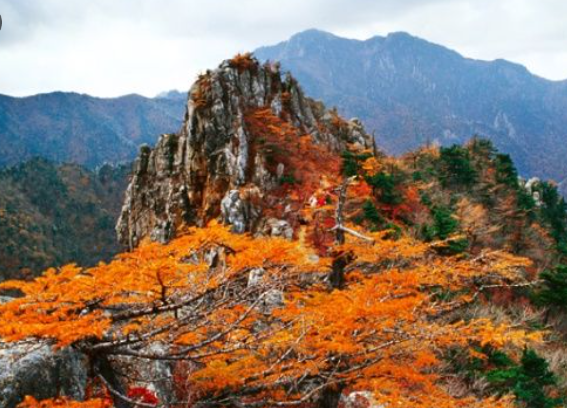 강원도 2025 단풍 산행 추천 코스 ❘ 설악산&middot;오대산&middot;치악산 절정 시기 안내