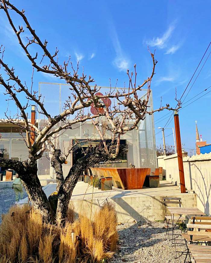 생방송 오늘저녁 경기 안성 배 과수원 피크닉 카페 배꽃 에이드 맛집