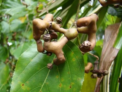 고지혈증에 좋은 한방차