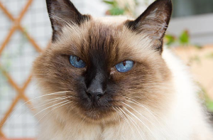 버먼(Birman)