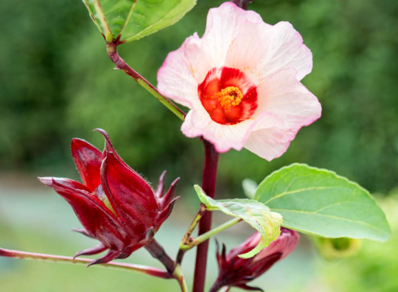 히비스커스의 올바른 섭취 방법