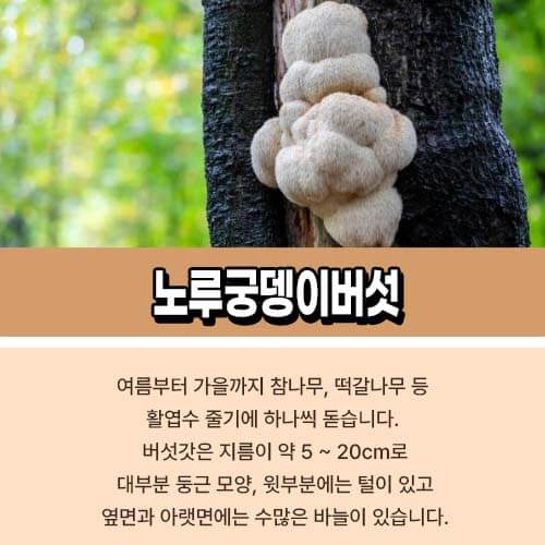 노루궁뎅이버섯가루