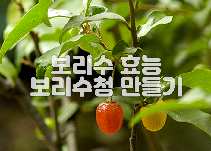 보리수 나무에 잘익은 열매와 덜익은 열매가 하나씩 열려있다