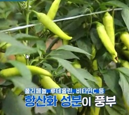 항산화성분풍부