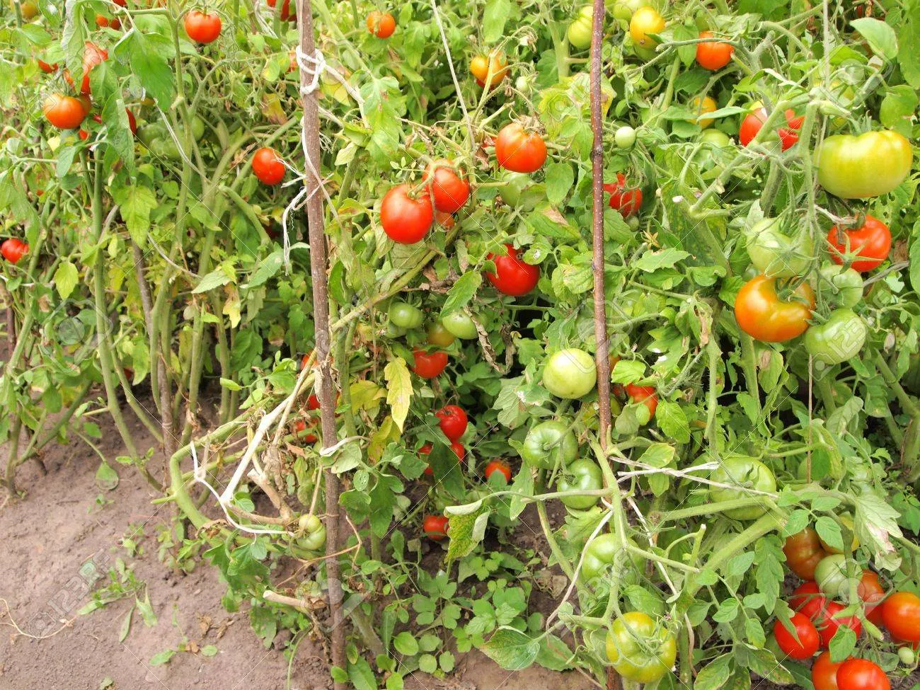 토마토 재배 지지대 설치 적심 유인 관리_8