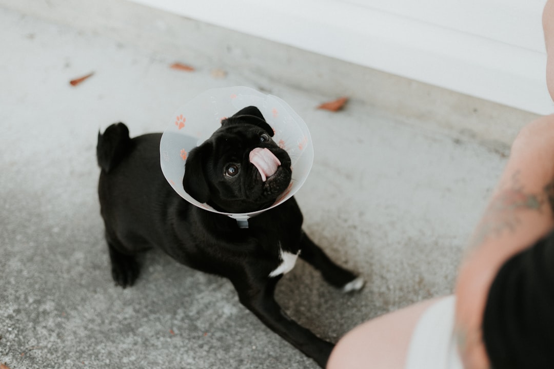 Pet insurance