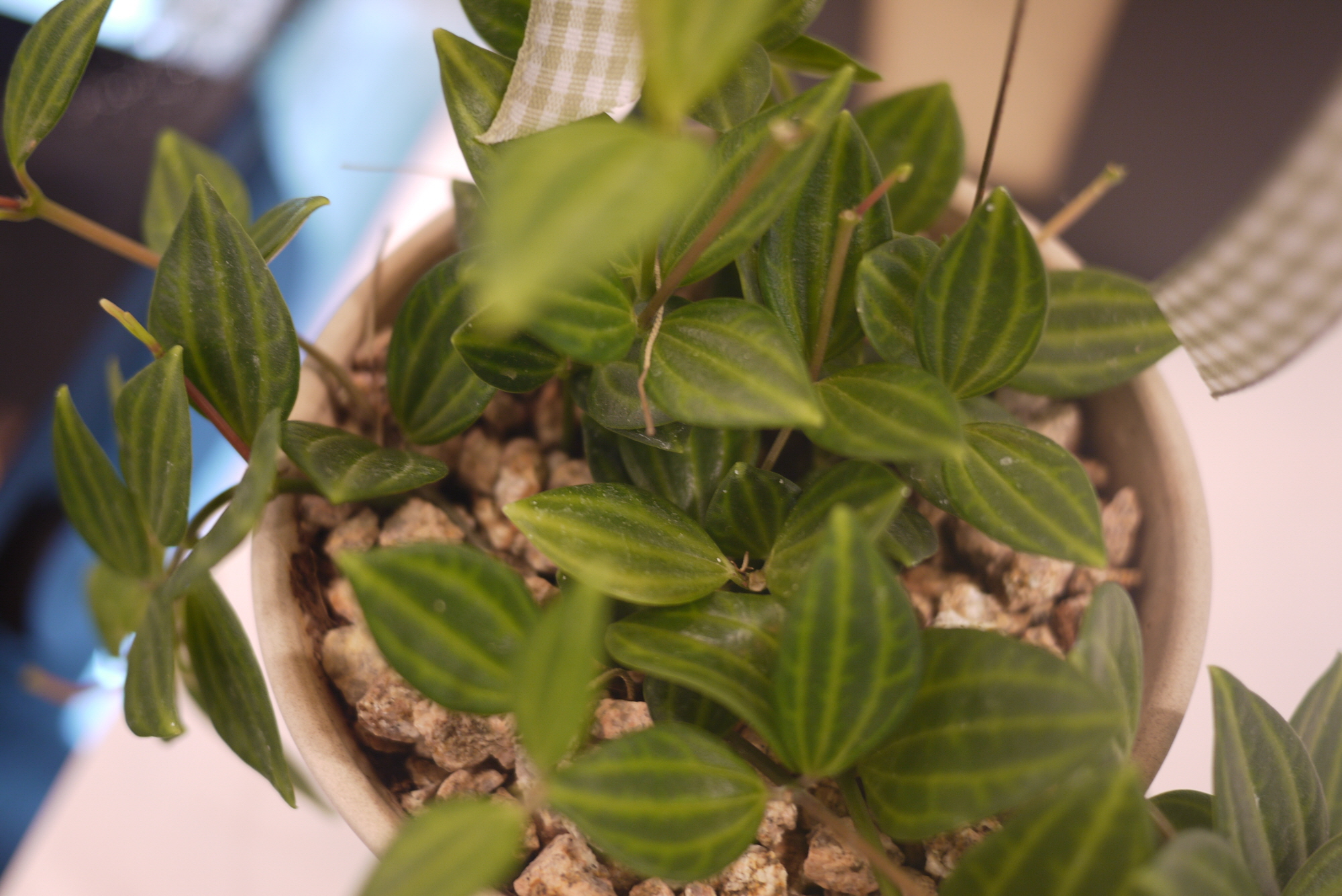 루믹스 GF1 샘플