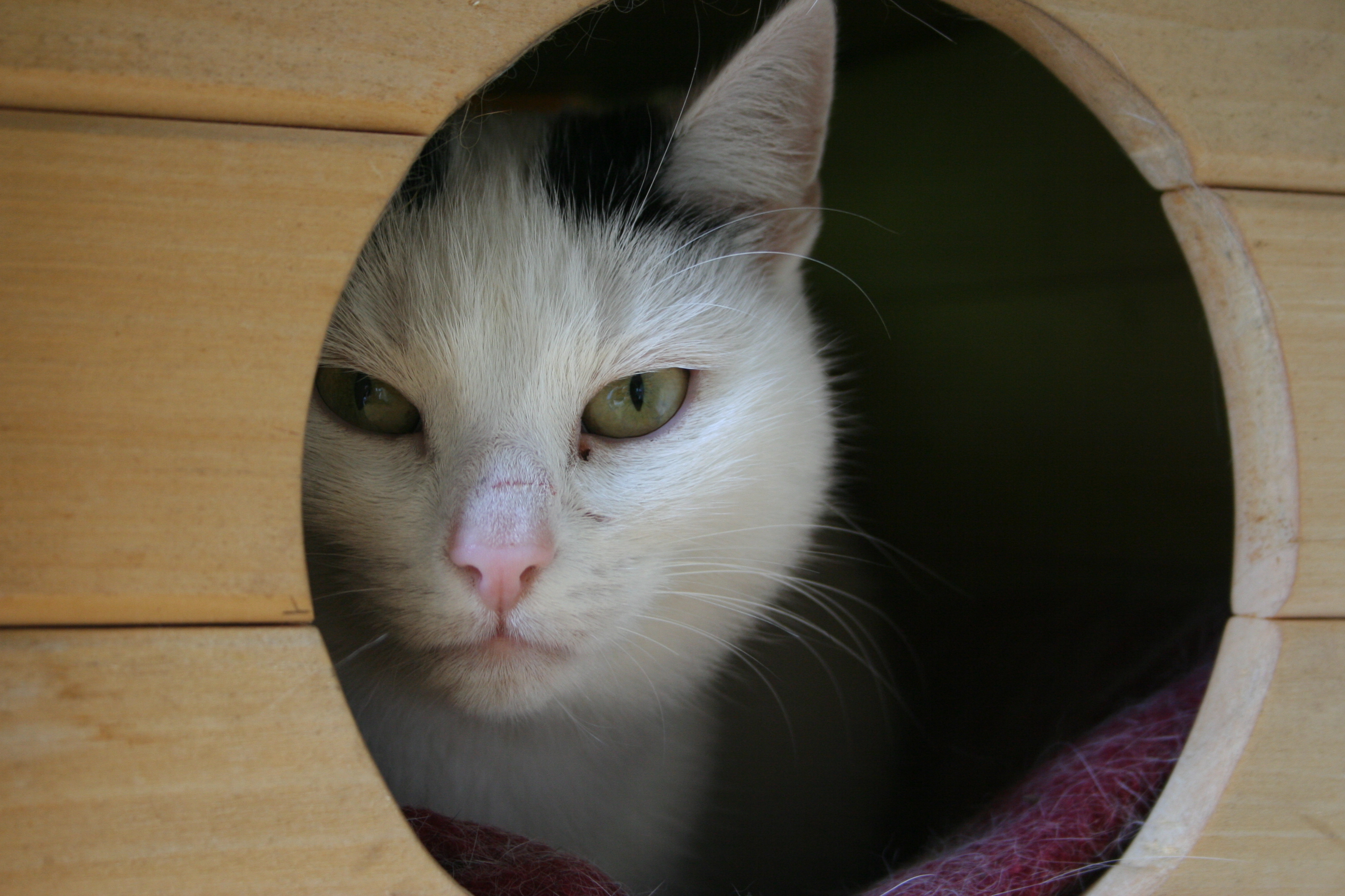 반려동물용 공기청정기 관련 사진