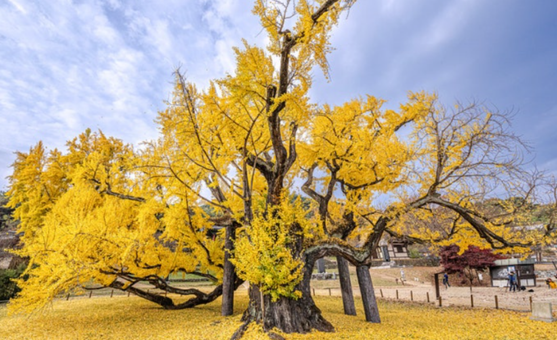 도동서원 은행나무 절정