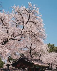  벚꽃길 관련 사진