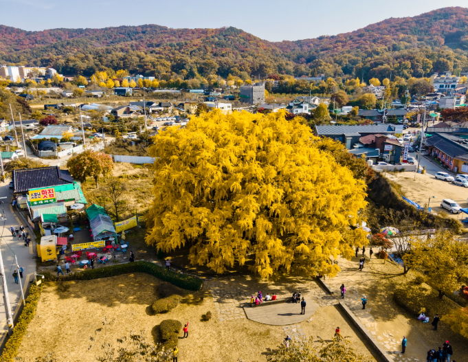 장수동 은행나무
