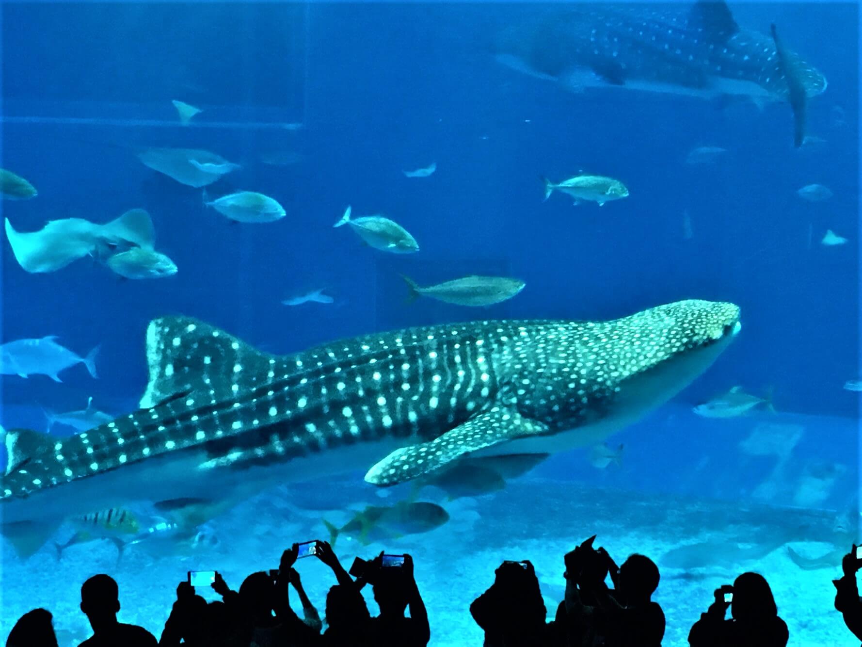 츄라우미 수족관