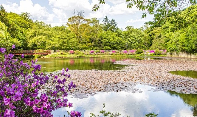 가평 베고니아 새 정원-사진