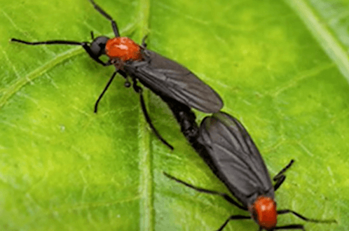 러브버그가 익충이라고? 알고 나면 달라지는 생태계 이야기