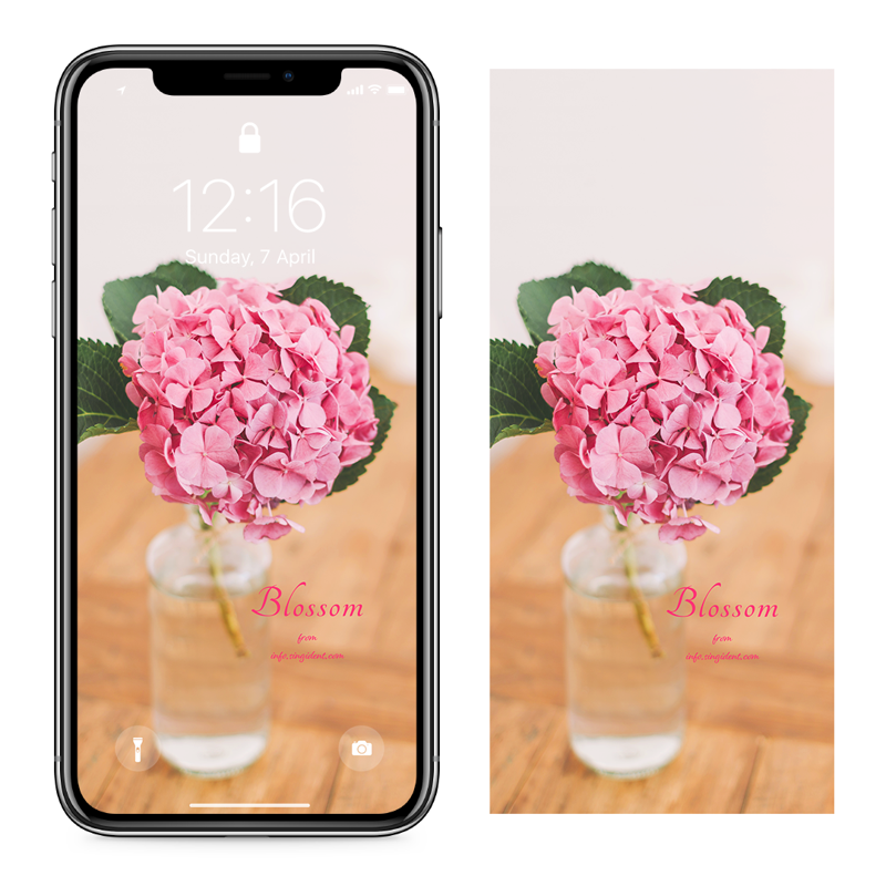 12 분홍수국 C - Blossom 꽃배경화면